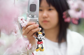 Kategorie Reise: Kirschblüte in Kyoto